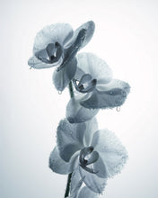 Charger l'image dans la galerie, L'Air du Temps White Orchid Edition Eau de Parfum
